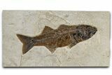 Beautiful Fish Fossil (Mioplosus) - Uncommon Species #370877-1